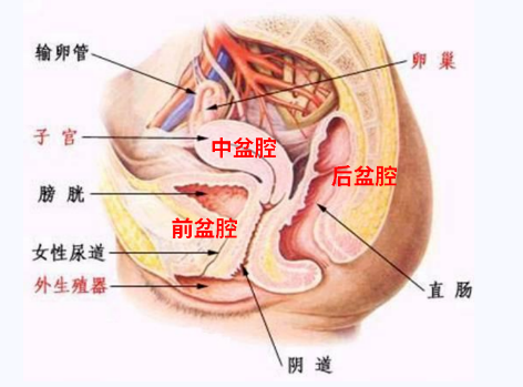 產(chǎn)后盆底康復(fù)，要不要做？