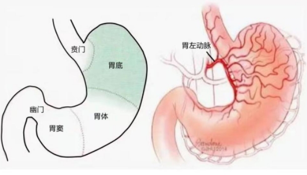 不開刀不吃藥不餓肚子，微創(chuàng)介入減肥靠譜嗎？